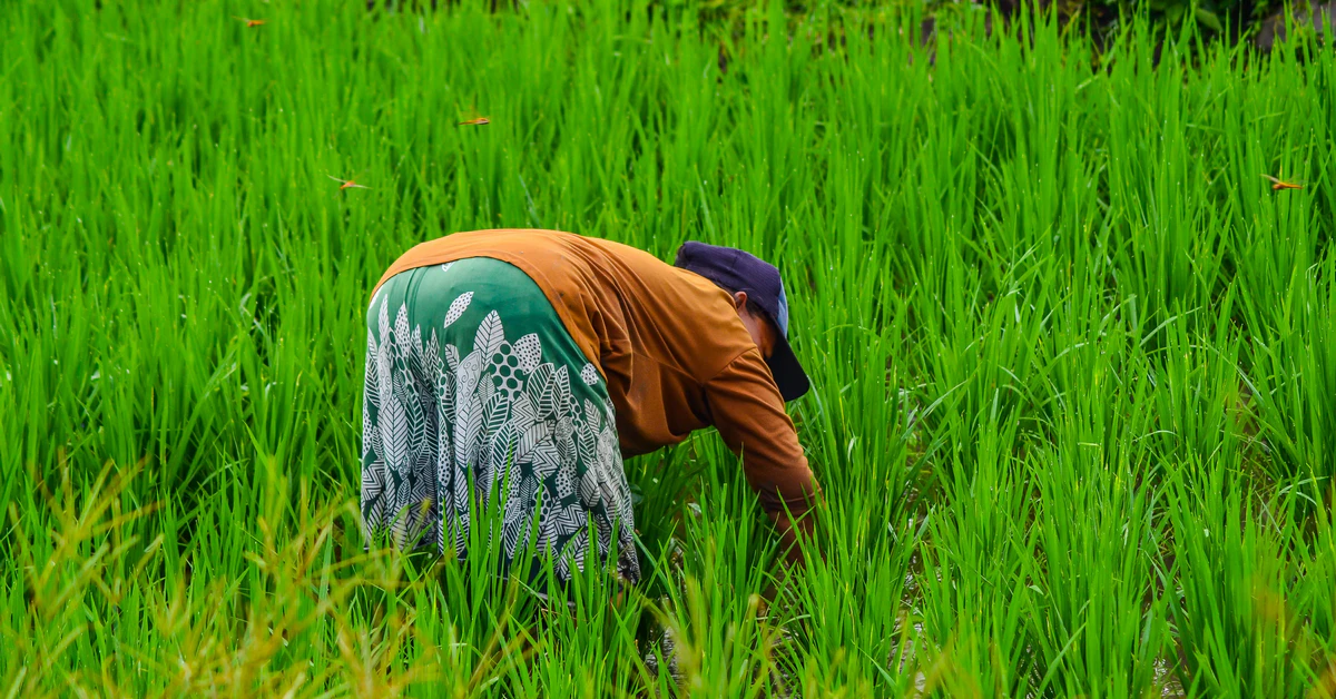 Ide Jualan di Kampung